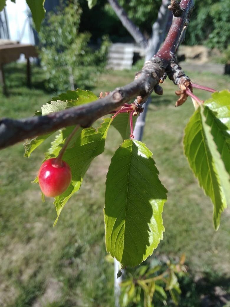 Защита плодов вишни и черешни от птиц