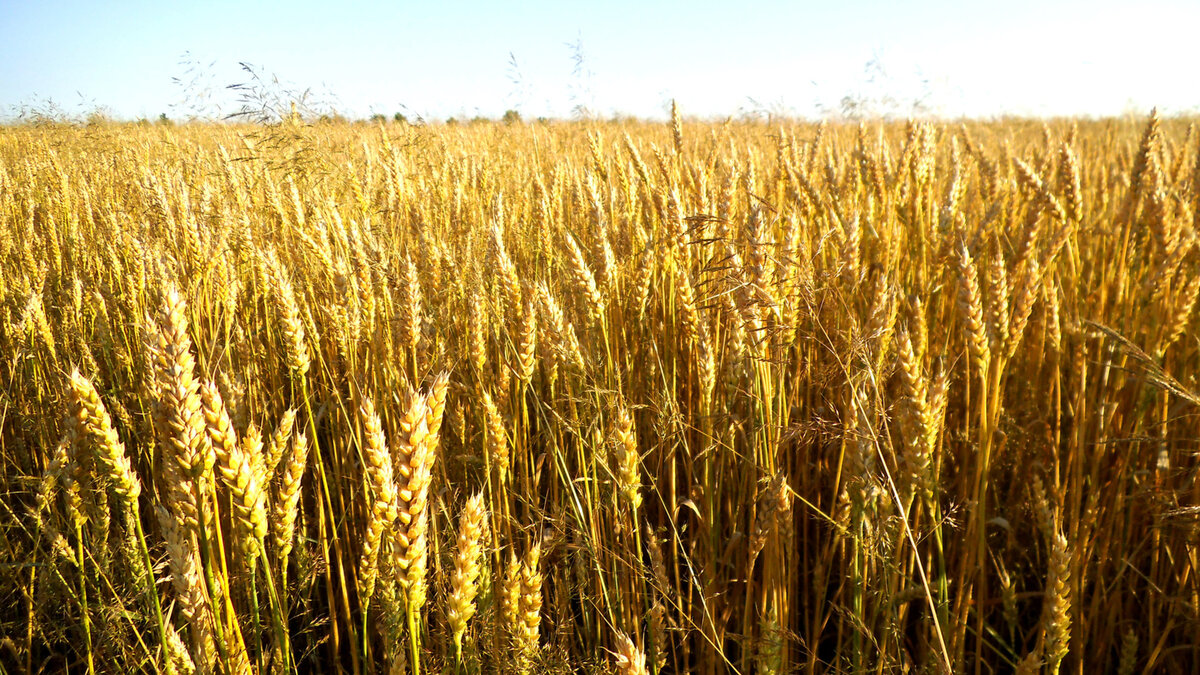 Вторым способом определения реальной численности населения является анализ потребления зерна на душу населения.