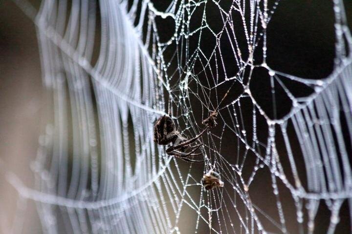 www.pixabay.com. Увидеть во сне паука, плетущего паутину – к успеху в семье, доме