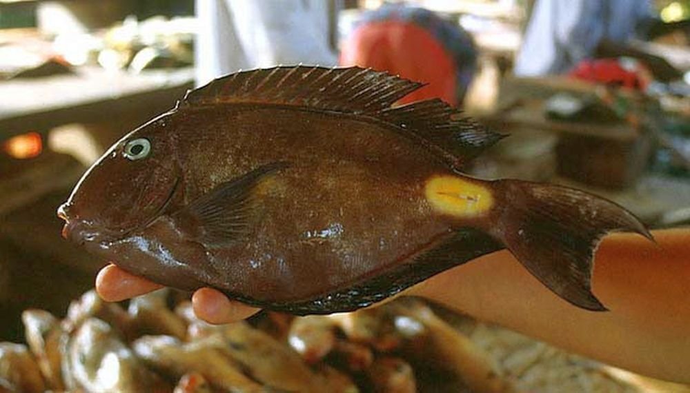 Ядовитая рыба-хирург (Acanthurus monroviae). Фото: fishbiosystem.ru