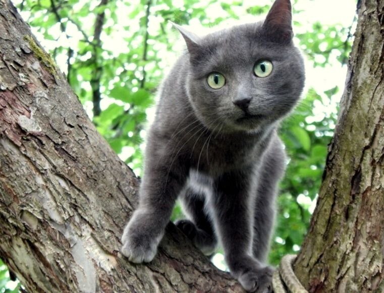 Русская голубая кошка.
