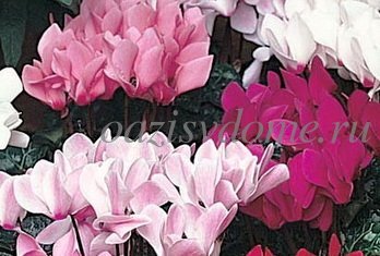 Цикламен, альпийская фиалка, дряква – это все названия красивоцветущего многолетника, которого легко узнать по следующим отличиям: