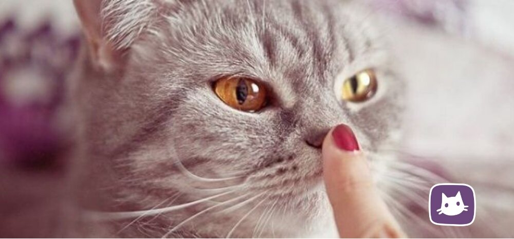 Почему у кошки сухой нос и что делать. Топ причин!
