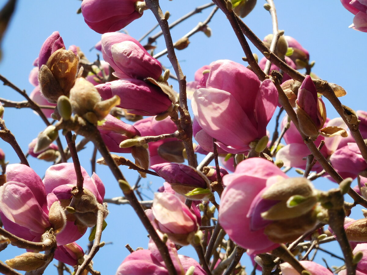 Вот так в марте в Сочи цветет, как назвали нам его местные - Тюльпанное Дерево