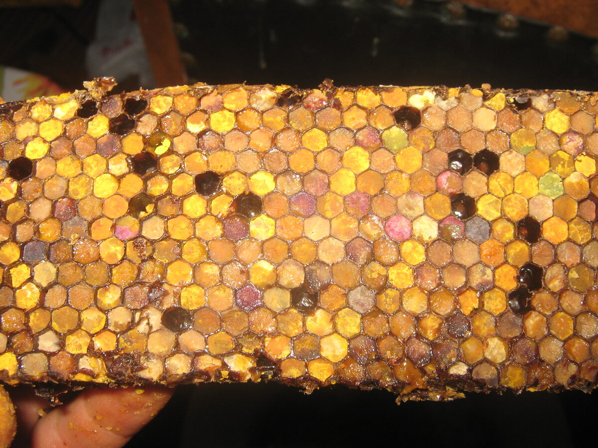 Перга пчелиная фото как выглядит