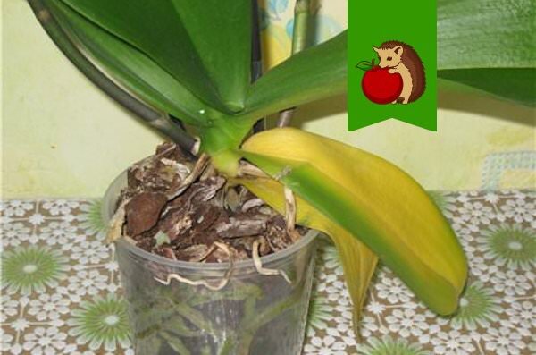 Фото: http://gardenaddict.ru/wp-content/uploads/2016/11/u-orhidei-geltejut-listja.jpg