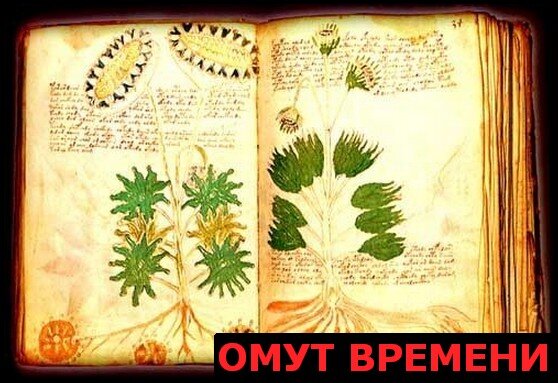 Одна из страниц манускрипта