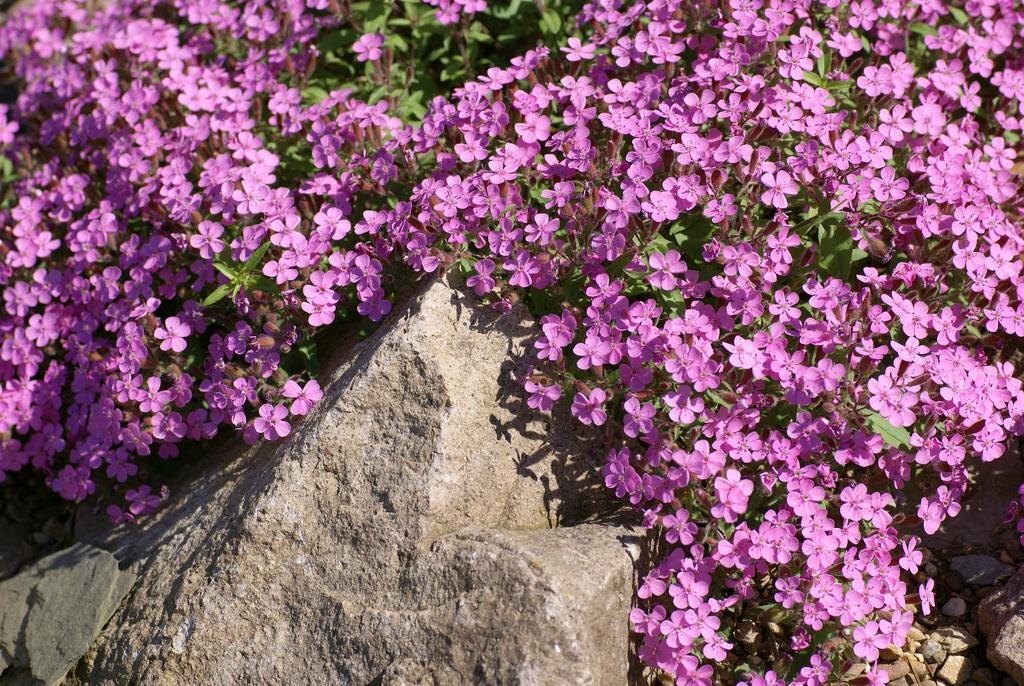 Источник: floraplanet.com