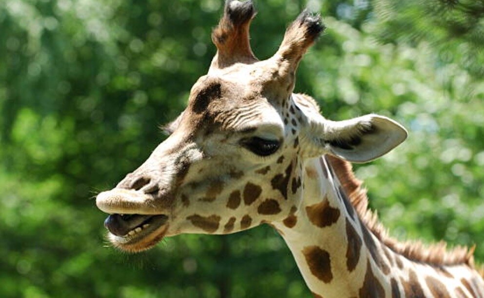Зубы жирафа. Зубы жирафа. Жираф зубы. Жираф зубы. Губы жирафа.
