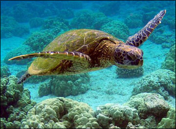 Зеленая черепаха. http://factsanddetails.com