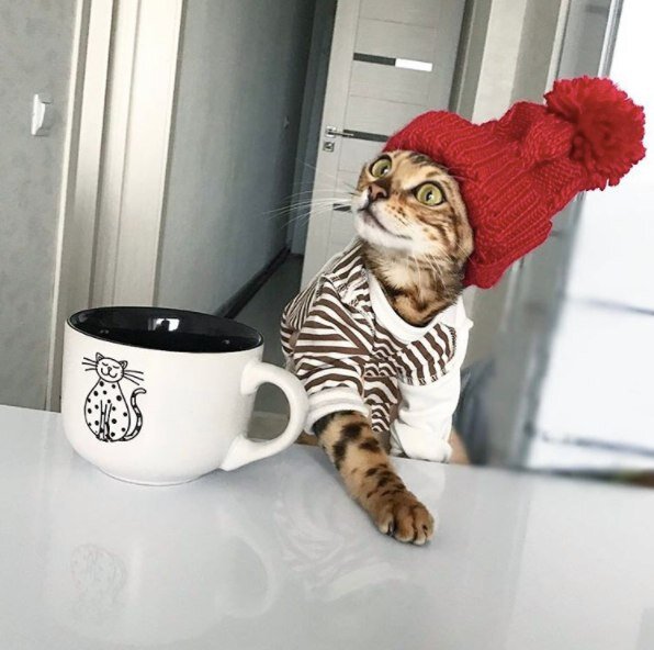 Источник: https://vk.com/angelbengal