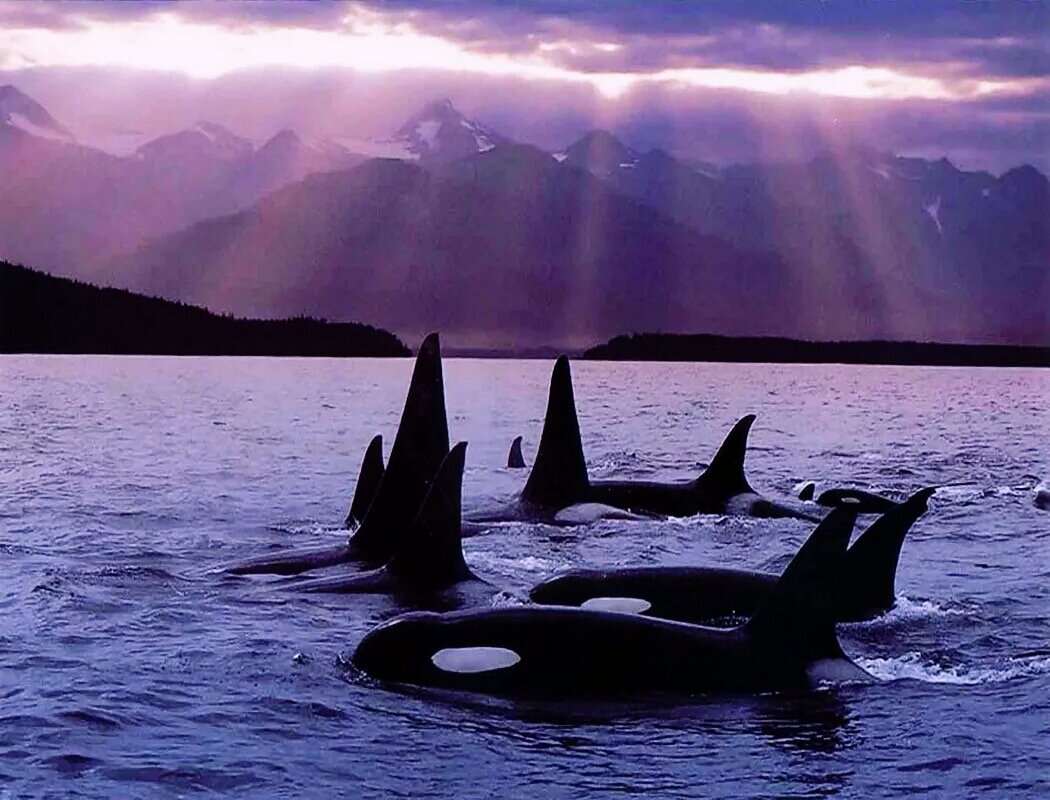 Косатки.Арт.