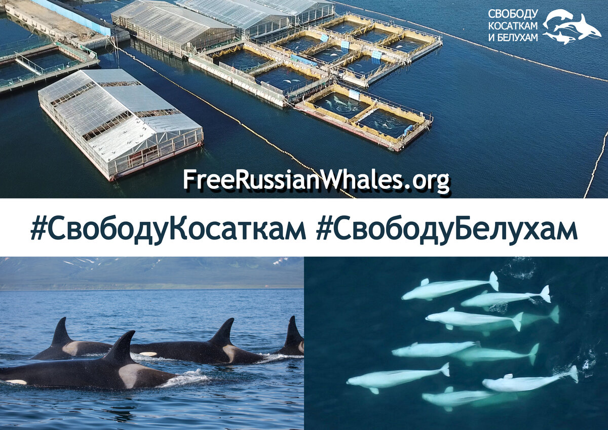 Фотография взята с сайта freerussianwhales.org.