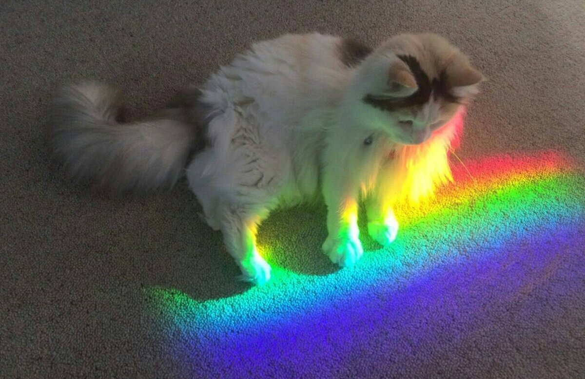 радужные друзья оранжевый. радужный друг. включи радужный том. включи радужный том. радуга котиков.