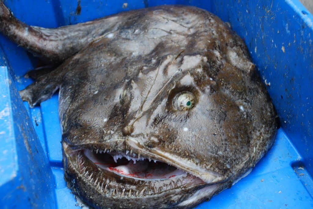 Черт из черного моря