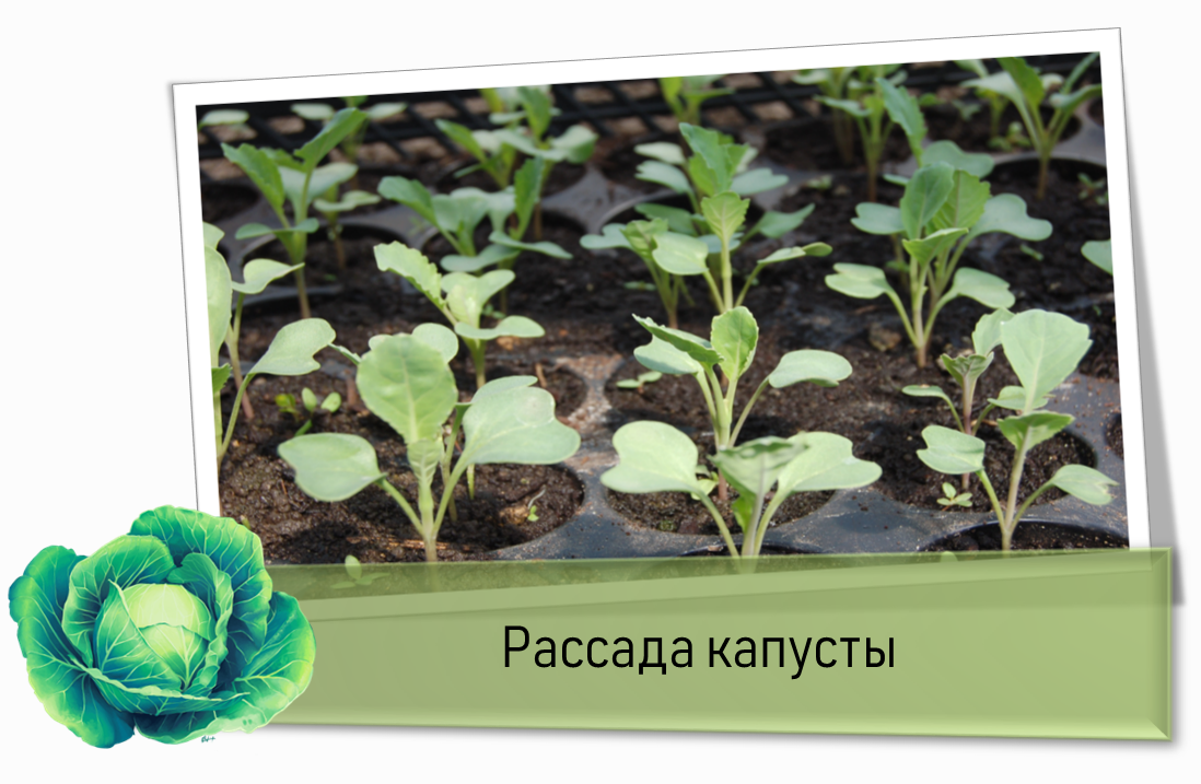 Посадка ранней капусты на рассаду в 2024. Капуста кольраби рассада. Пикировка кольраби. Рассада белокочанной капусты. Всходы капусты белокочанной.