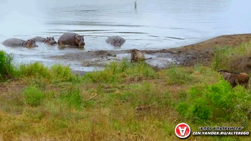 Два крокодила справится должны с одной антилопой- тут к бабке не ходи!