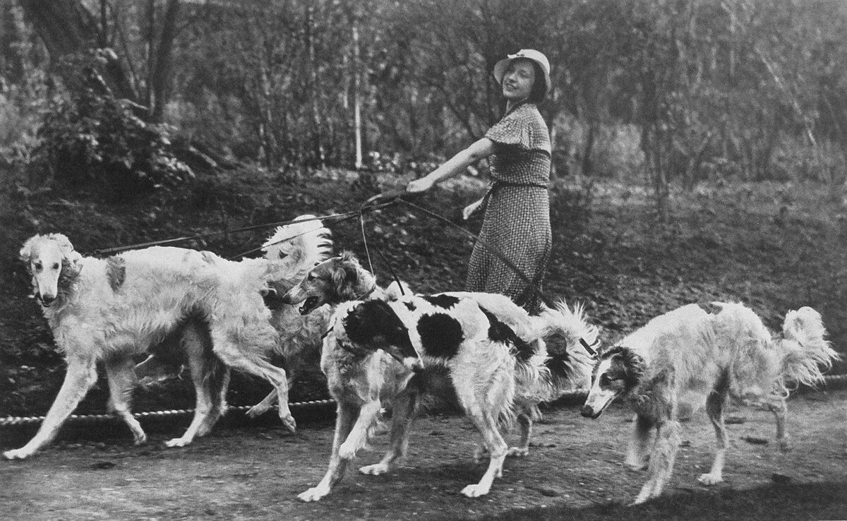 Иллюстрация из журнала 1930-х гг, дама, выгуливающая борзых.