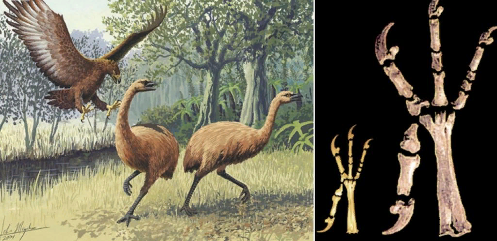 File:Moa and eagle at Museum of New Zealand Te Papa Tongarewa-5May2009.jpg - Wik