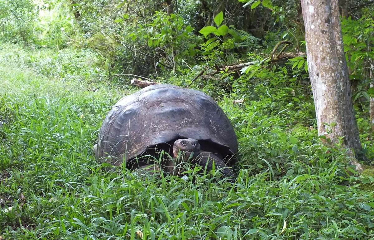 как выращивают черепах. красноухая черепаха домашняя. как вырастить черепашат. красноухая болотная черепаха аквариум. среднеазиатская черепаха панцирь.