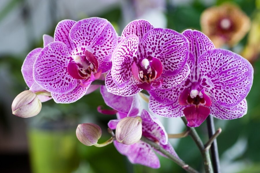 Изображение взято из открытого источника 