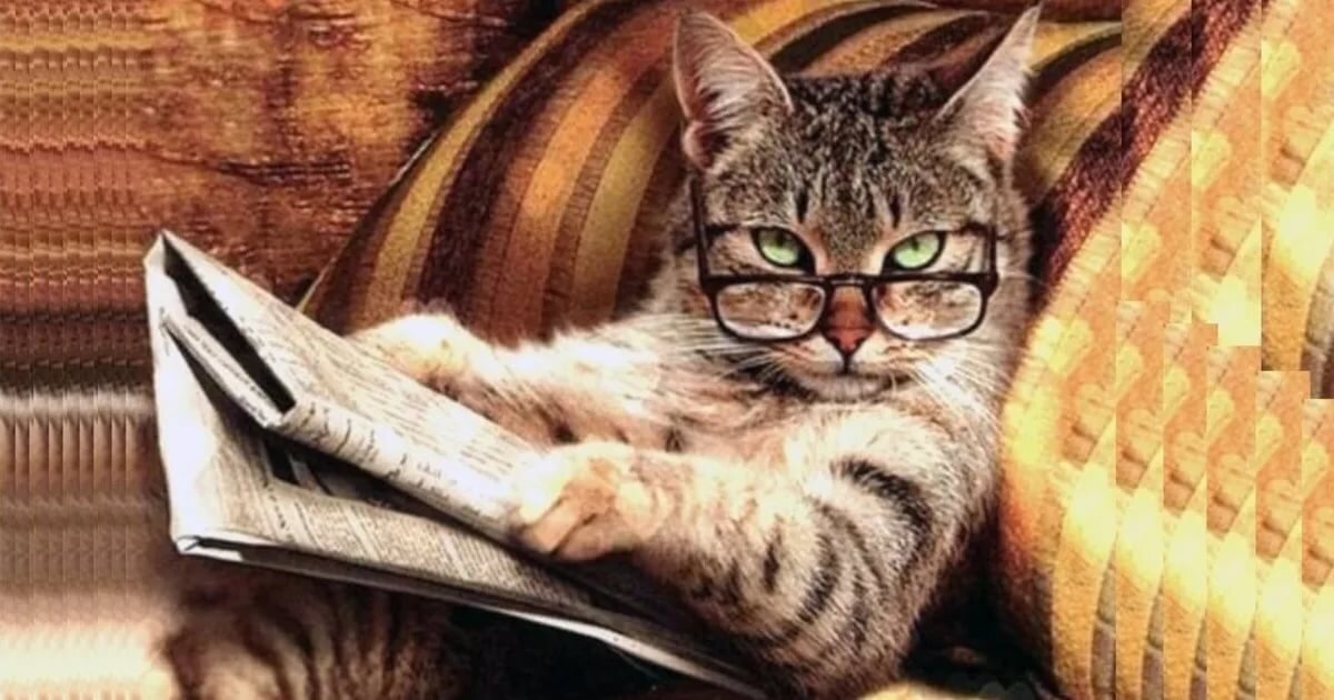 Мир стал бы лучше, если бы каждый человек сначала попрактиковался на любви к кошкам, а уже потом переходил на людей. Эрик Маккормак