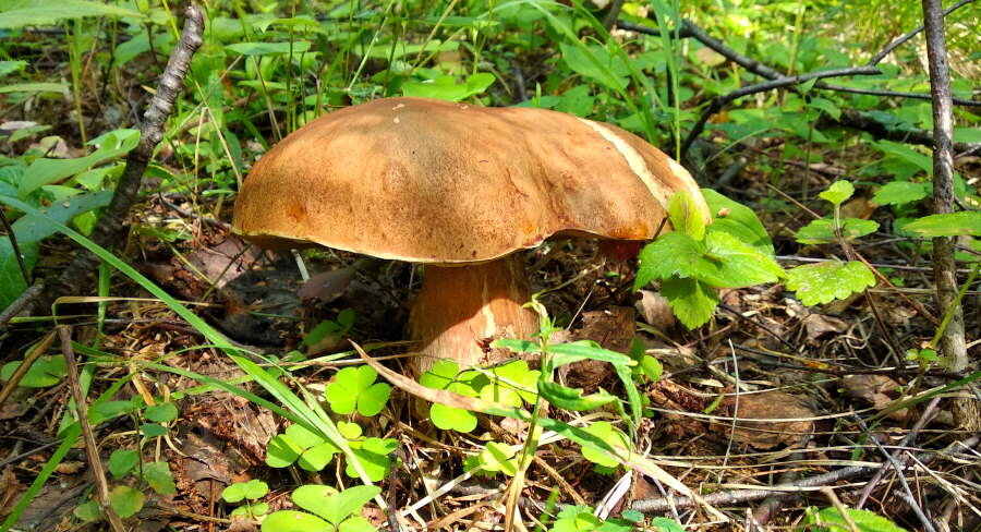 Гриб из семейства Болетовых