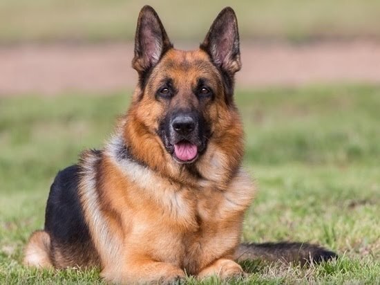 Воспитание собаки .