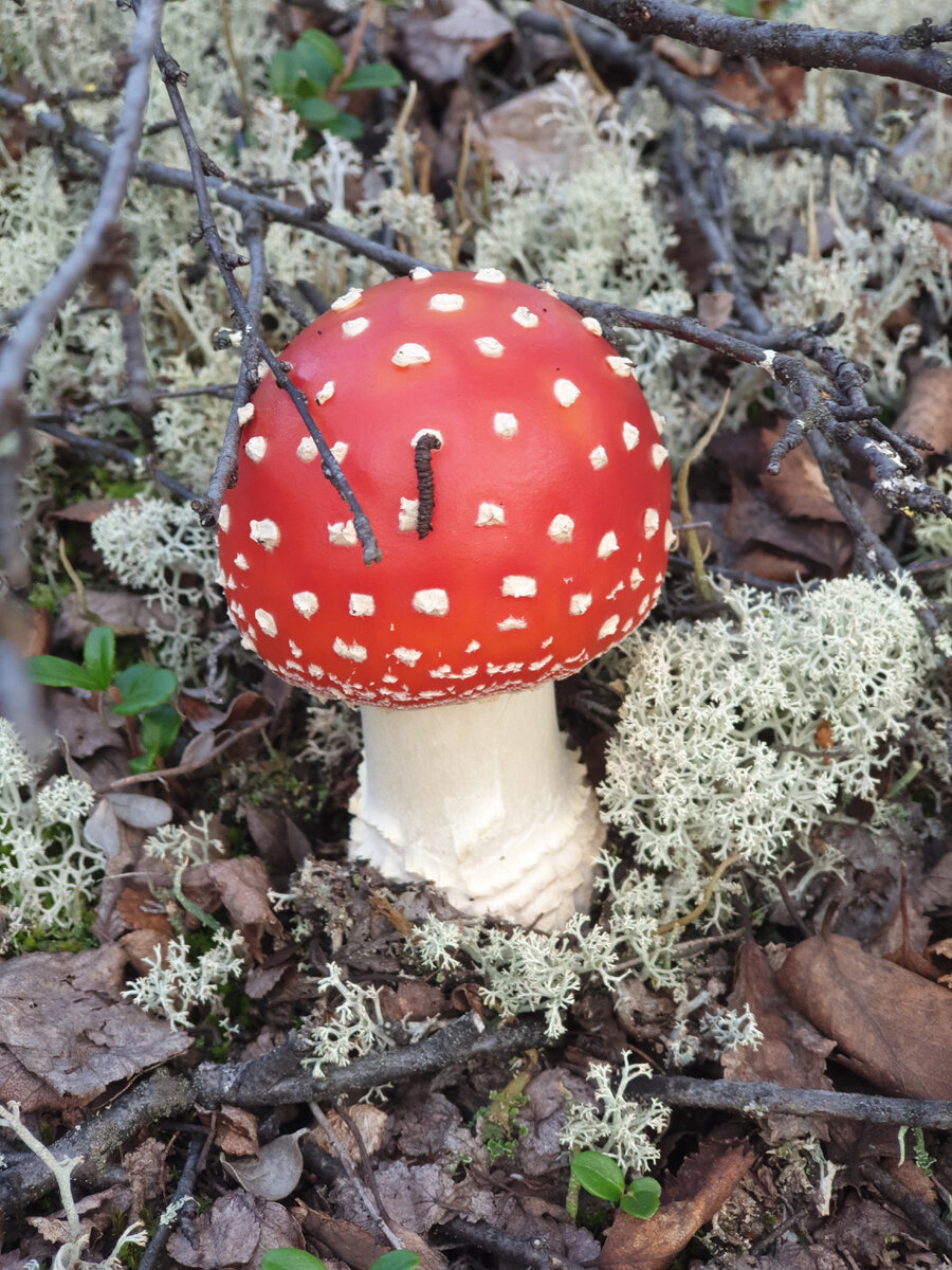 Съедобные грибы на севере в ХМАО