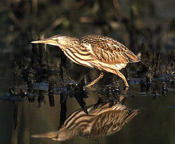 Источник фото: biolib.cz