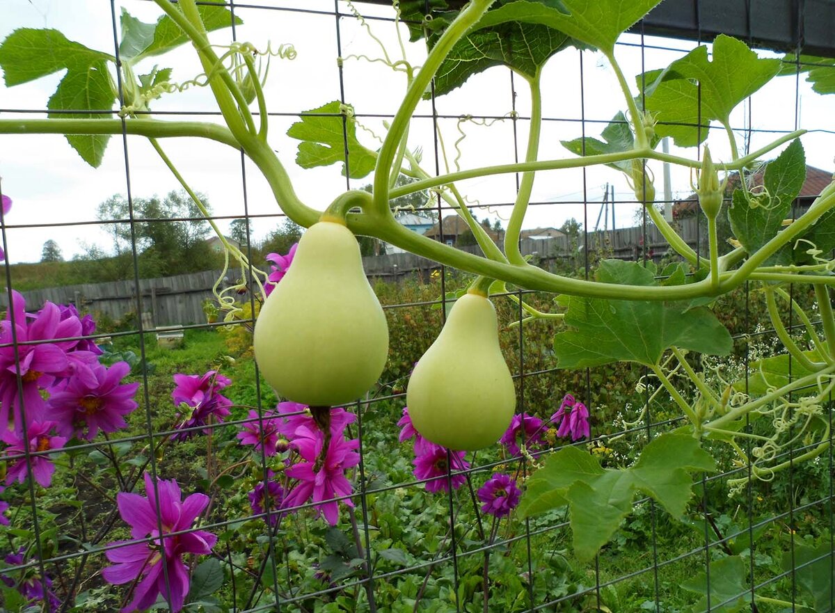 Просто чудо, они так похожи на груши!