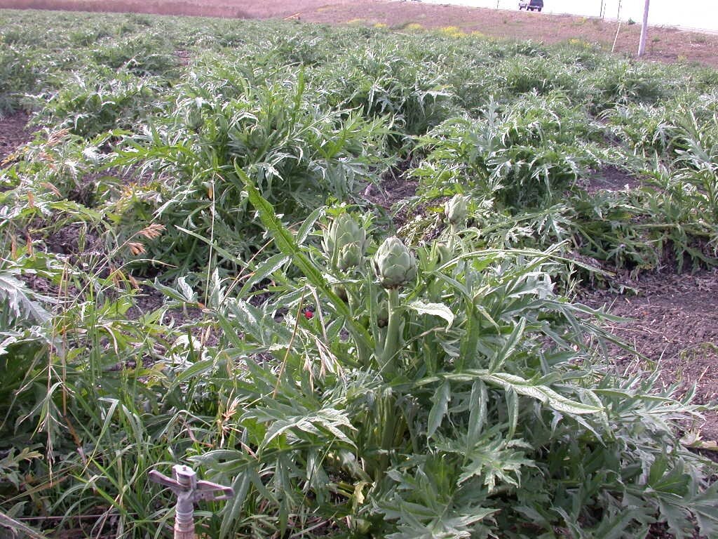 Артишок настоящий ( колючий).