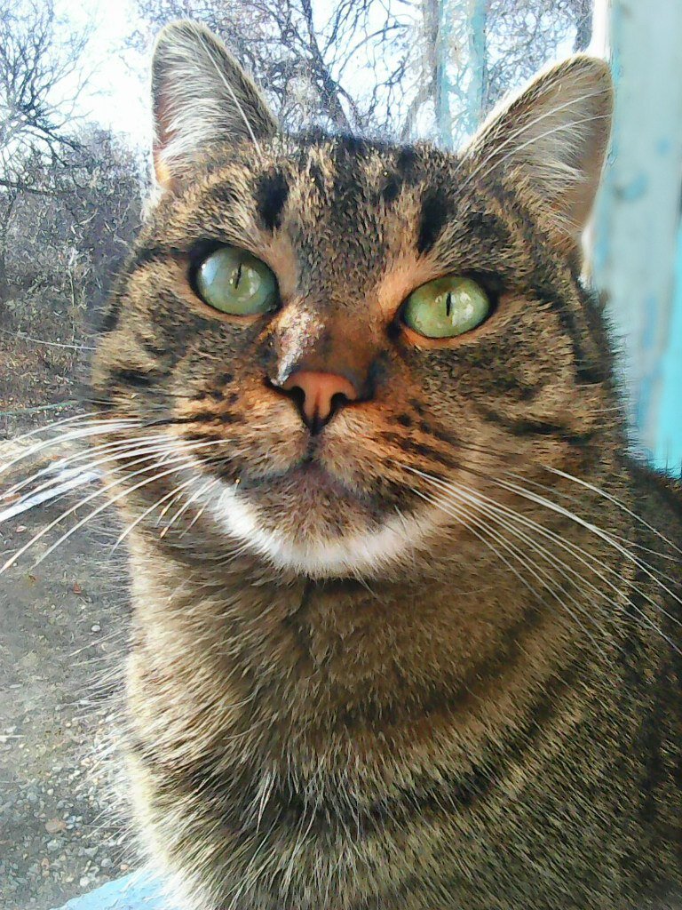 Реального фото не сохранилось. Фото взято из интернета.