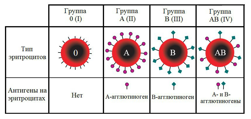 Различие групп крови человека. Группы крови антигены и антитела. Антигены 1 группы крови. Антигены 4 группы крови.