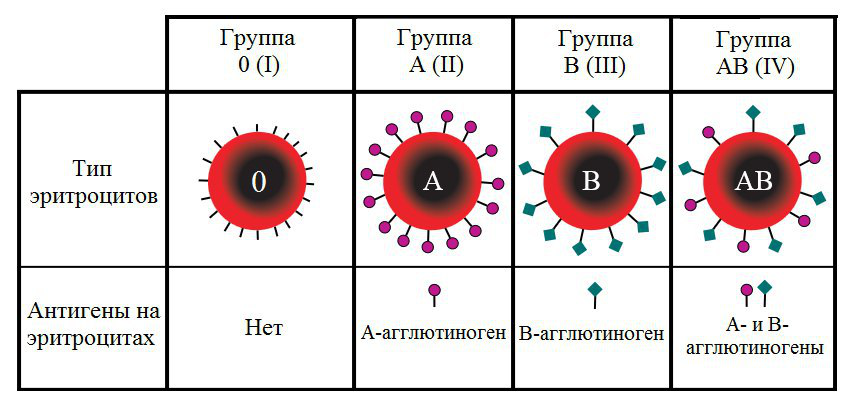 Чем отличается 1 2 от 3 4. Различия групп крови. Группы крови антигены и антитела. Различие групп крови человека. Антигены эритроцитов 1 группы крови.