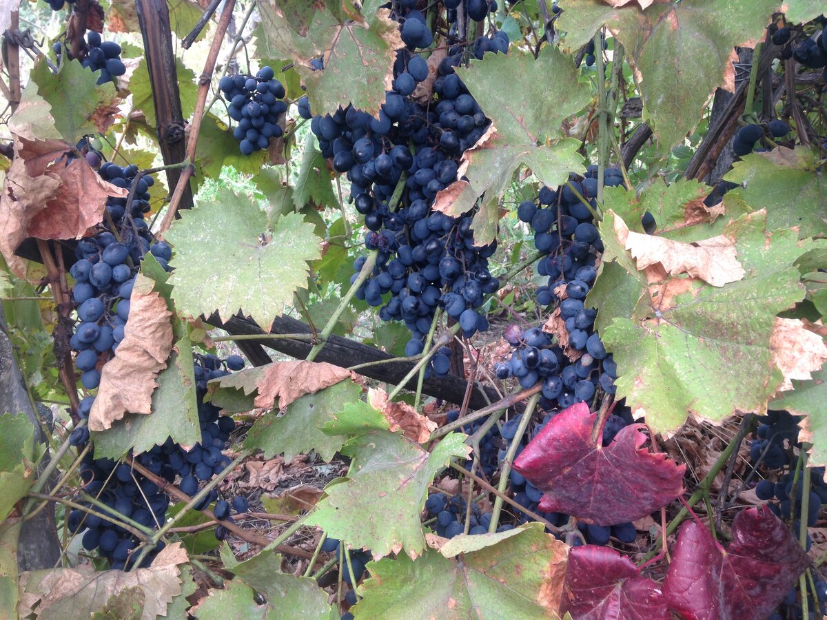 Виноградник во дворе у моей мамочки