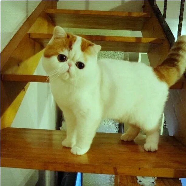 snoopy flat faced cat