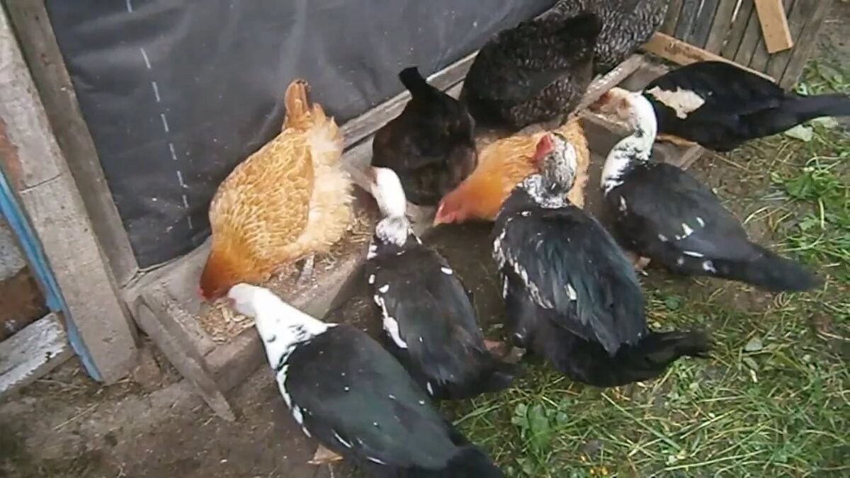 Совместное содержание домашней птицы