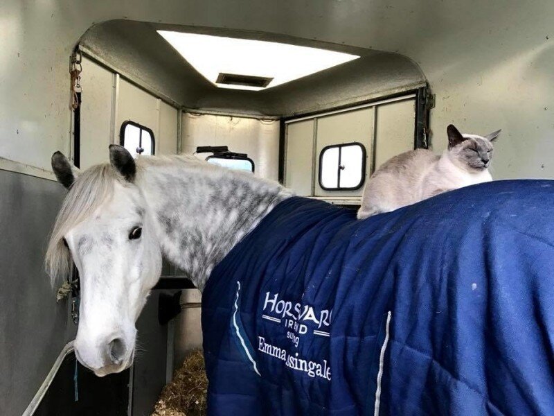 Кошка хорошо устроилась, а лошадка и не против