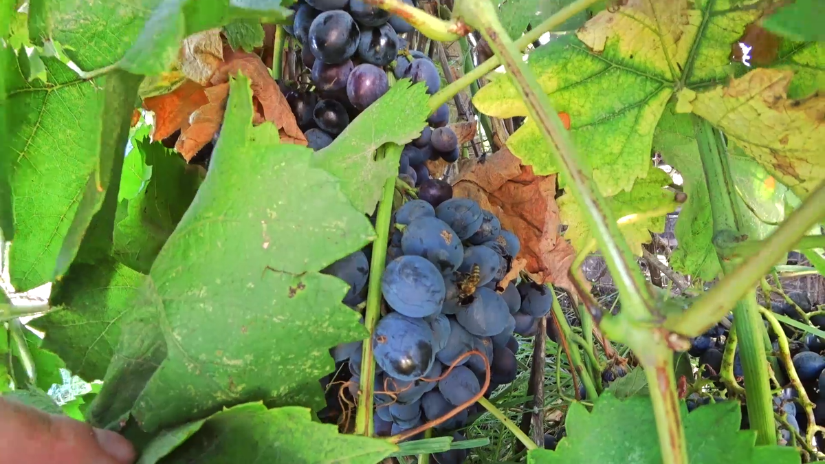 Виноград едят пчелы