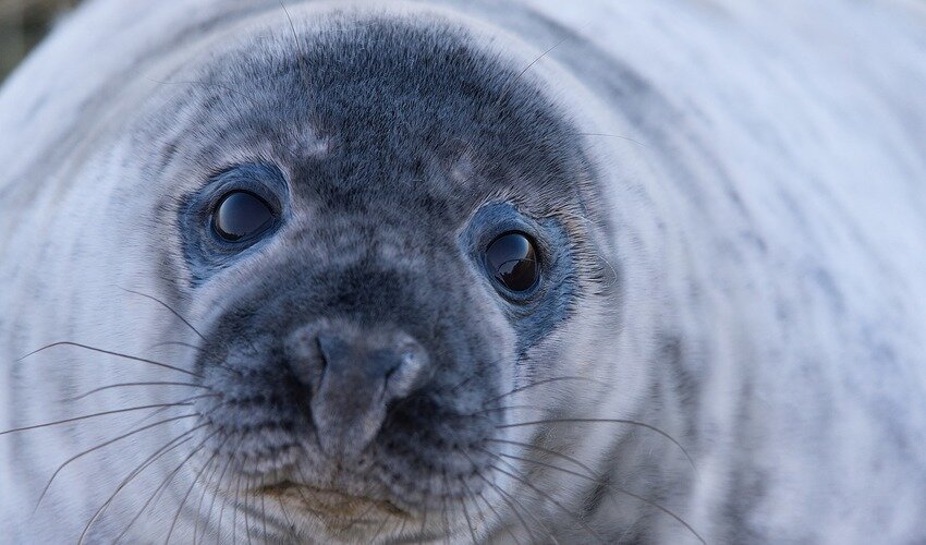 Фото: pixabay.com