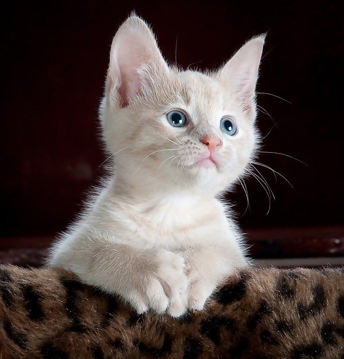 Котенок  Фото: Pixabay 