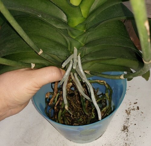 Как пересадить орхидею из коры в керамзит.