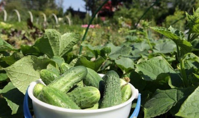 Каждый  огородник стремится получить первую продукцию со своих грядок как можно  раньше: ведь как приятно срывать своими руками крепенький, хрустящий  собственный огурчик, выросший на натуральных удобрениях!