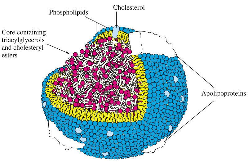 Схематичное изображение липопротеида. Источник: www.apsubiology.org/ 