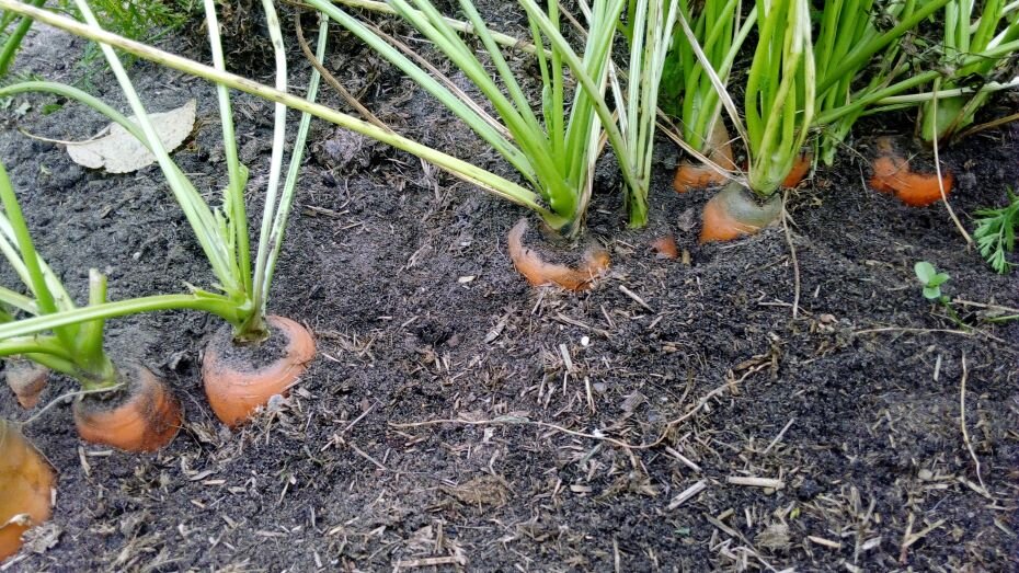 Морковь. Фото автора