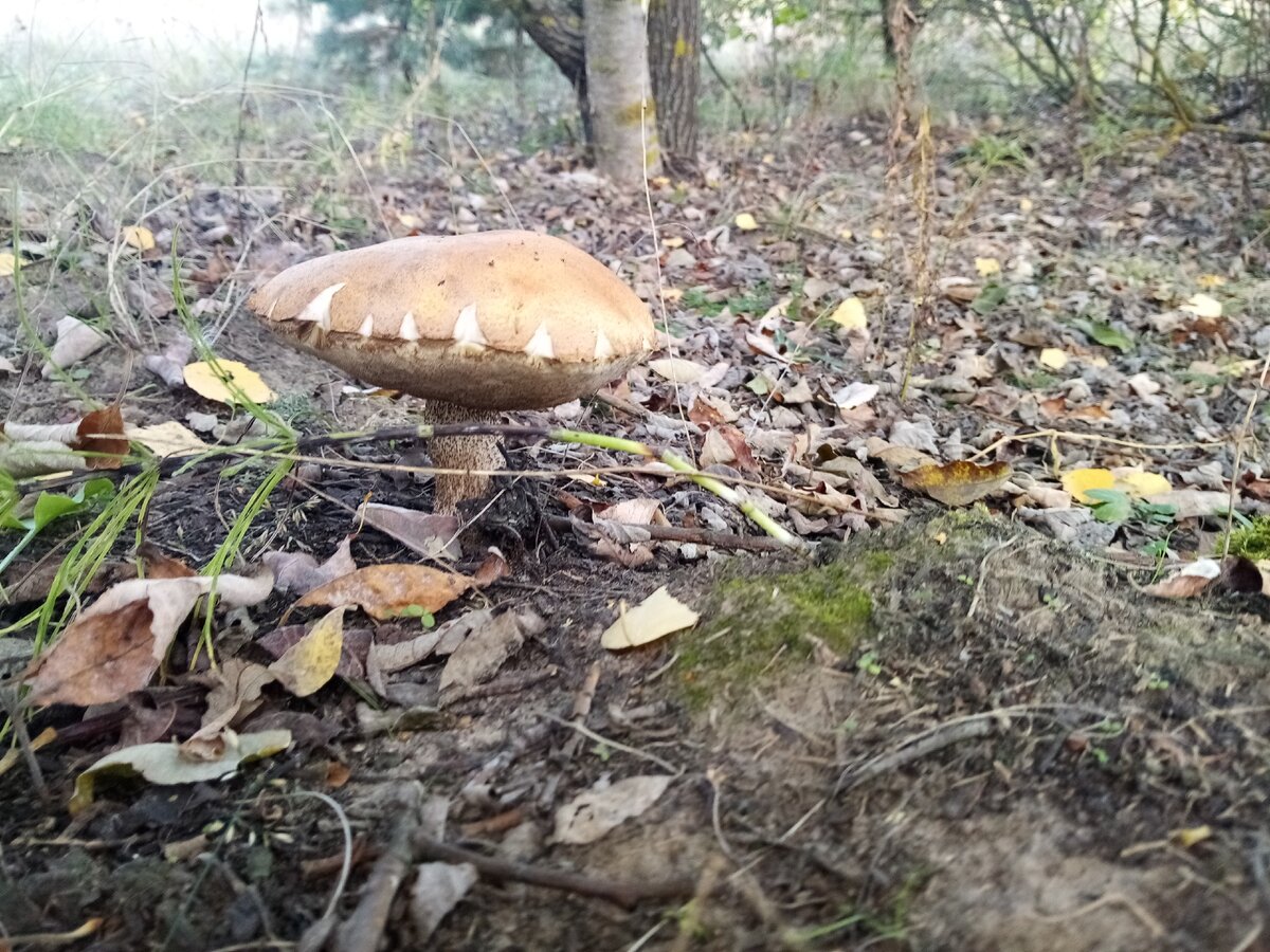 Грибы в Беларуси 