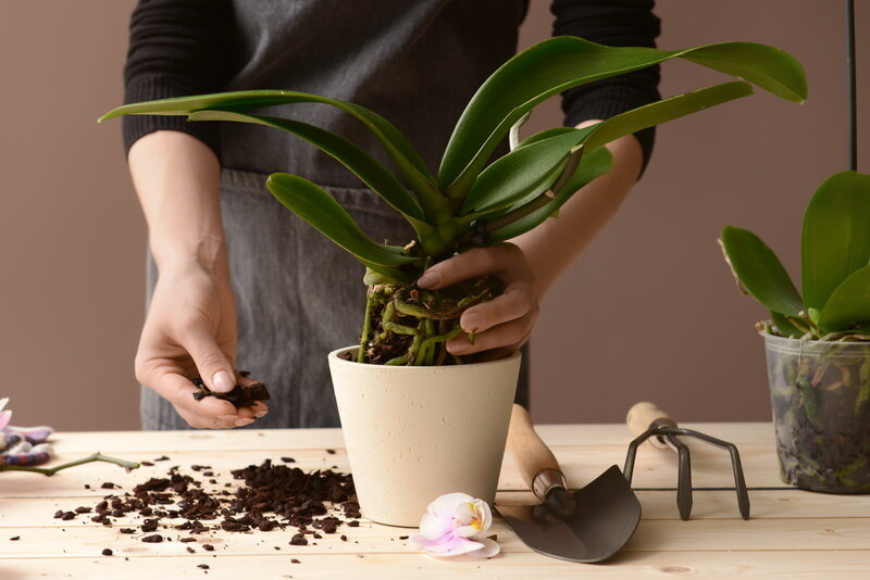 5 способов спасти корни орхидеи от гнили
