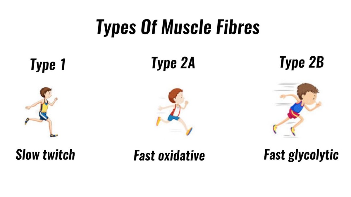 Есть еще промежуточный тип 2а, но их в мышцах сильно меньше.