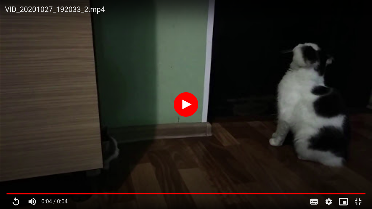 Скрин из видео. Обиженный Шурик и выглядывающий из-под шкафа Тёма. Видео, если дойдут руки, смонтирую и выложу позже